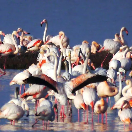 Bilocale Vista Mare לידו דה ספינה