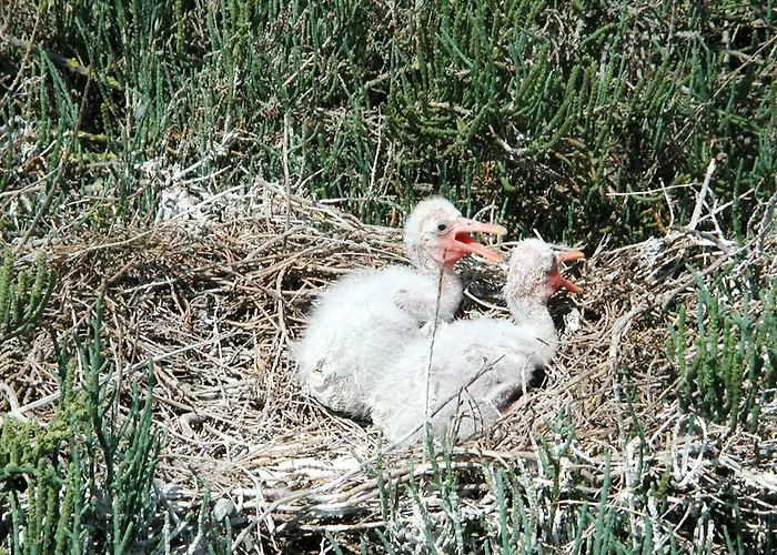 Dom wakacyjny Bilocale Vista Mare Lido di Spina